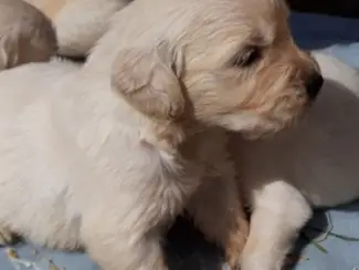 Honden en Puppy's Golden Retriever-pups te koopcv