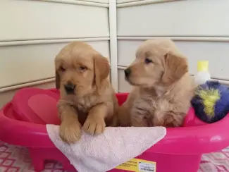 Golden Retriever-pups te koopcv