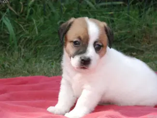 Honden en Puppy's Chihuahua pup te koopee