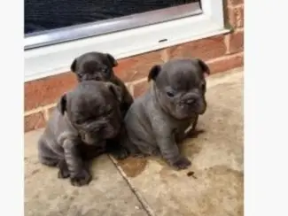 Prachtige Franse Bulldog-puppy'smm