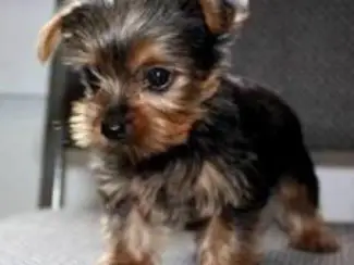 Yorkie-puppy's voor gezinnen