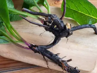 Diverse Advertenties Verkoop van Smeerwortel in bulk van de fabrikant