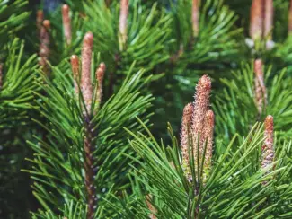 Bloemen en Planten Verkoop van Dennenknop in bulk van de fabrikant