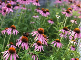 Bloemen en Planten Verkoop van Echinacea purpurea in bulk van de fabrikant