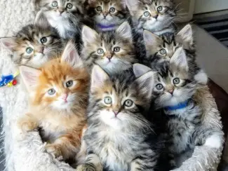 Siberische kittens