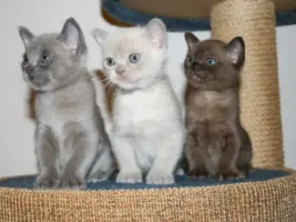 Burmese Kittens Onze prachtige ooit
