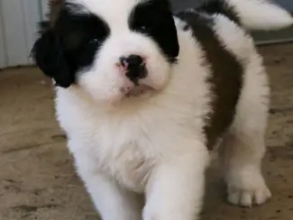 Gezonde Sint Bernard-puppy's beschikbaar