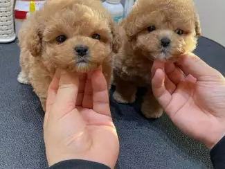 Honden en Puppy's Geweldige Maltipoo-puppy's Klaar om te gaan.