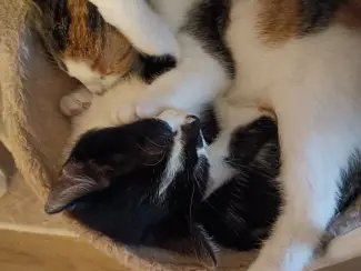 2 lieve vrouwtjes kittens te koop