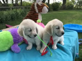 golden retriever pups beschikbaar