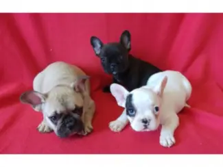 prachtige franse bulldog pups!!