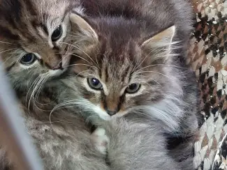 Europese Korthair Kittens