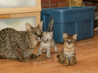 F2 Savannah kittens beschikbaar.,.