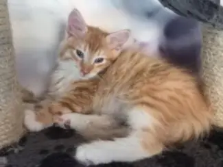 Boskat Kittens met 11 wekenxv