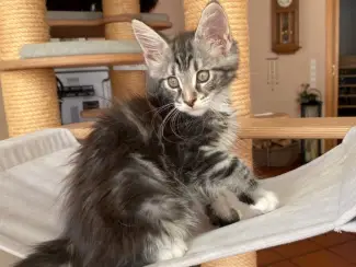 Maine Coon kat vrouwtje
