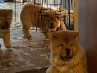 liefdevolle chow-chow-puppy's