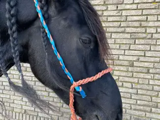 Paarden | Toebehoren Paardenhalsters