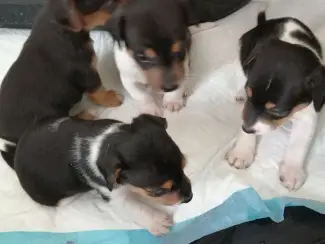 mooie puppy,s jackrussel