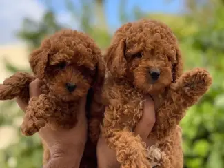 Prachtige toypoedelpuppy's