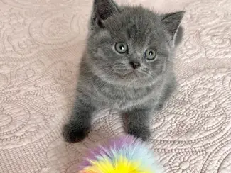 Katten Rasecht Onze rasechte Brits Korthaar kittens