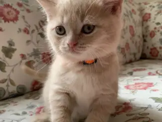 Katten Rasecht Onze rasechte Brits Korthaar kittens