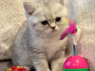 Katten Rasecht Onze rasechte Brits Korthaar kittens