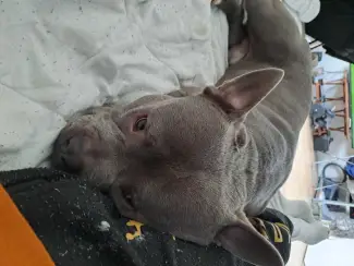 American bully