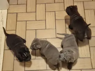 Honden en Puppy's Sharpei pups