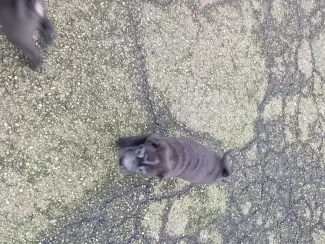 Honden en Puppy's Sharpei pups