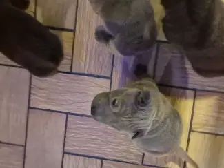 Honden en Puppy's Sharpei pups