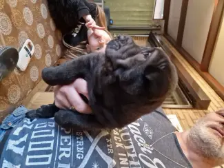 Honden en Puppy's Sharpei pups