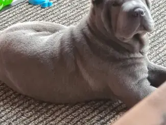 Honden en Puppy's Sharpei pups