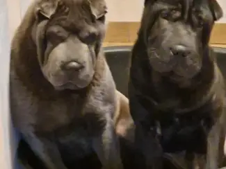 Honden en Puppy's Sharpei pups