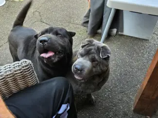 Honden en Puppy's Sharpei pups