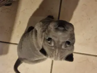 Honden en Puppy's Sharpei pups