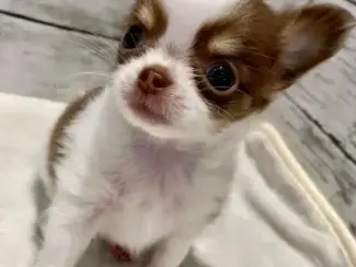 Mooie en gezonde Chihuahua-puppy's ter adoptie.