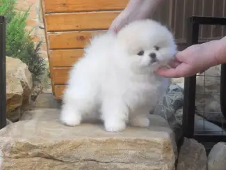 uitmuntende Pommeren-puppy's