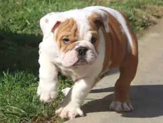 Mooie Engelse Bulldog pups.