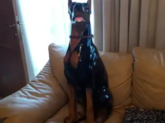 dobermaan beeld