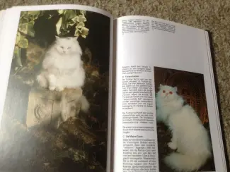 Een Boek van katten,lieve schattige huisdieren,slimme dieren