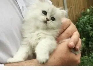 12 weken Perzische Kittens beschikbaar
