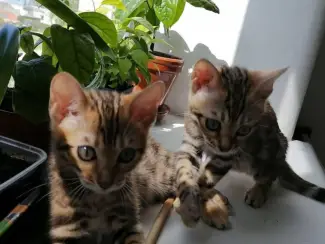 Bengaalse kittensdfdf