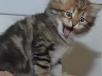 Maine Coon kittens te koop44