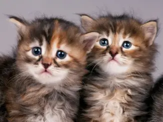 Siberische kittensdf