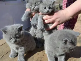 Britse Korthaar/Scottish Fold Blauw en Lilac kittenc55