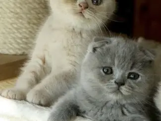Scottish fold kitten zoekt nieuw huisje555