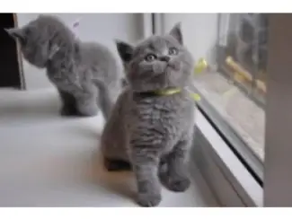 Russische blauwe kittens,.,dfdf