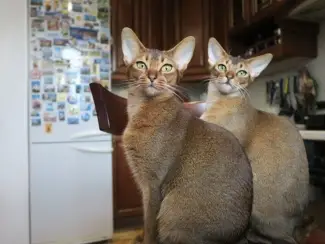 Abessijn Kittens klaar voor thuis