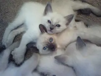 Balinese kittens met stamboom.
