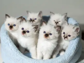 Uitstekende Birmaan-kittens voor adoptiec